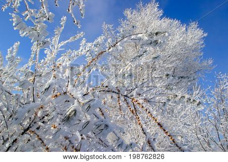 Buckthorn Branches With Hoarfrost