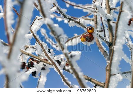 Buckthorn Branches With Hoarfrost