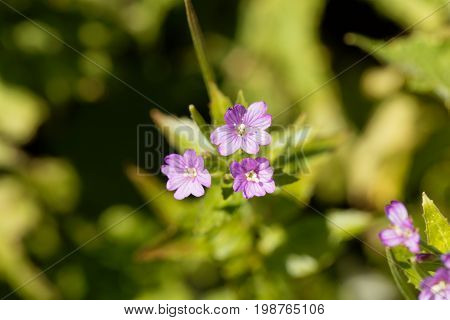Flowers of the willowherb (Epilobium alpestre) a wild plant in the Alps in Europe.