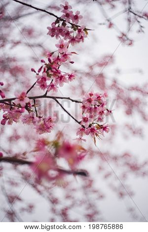Wild Himalayan Cherry in thailand beautiful bokeh background