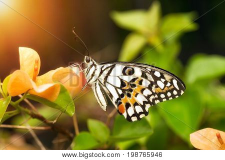 Beaitiful butterfly on bougainvillea flowers under sunlight