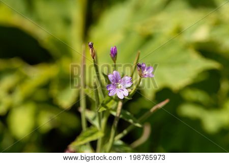 Flowers of the willowherb (Epilobium alpestre) a wild plant in the Alps in Europe.