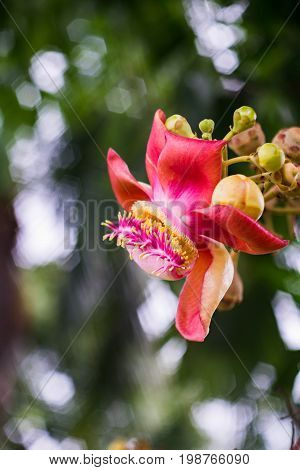 Shorea robusta in thailand beautiful bokeh background
