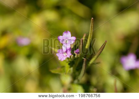 Flowers of the willowherb (Epilobium alpestre) a wild plant in the Alps in Europe.