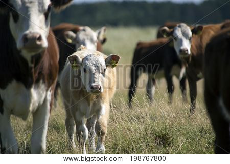 Laesoe Denmark - July 28 2017: A herd of free range cows on green pasture farmland in rural Laesoe island Denmark.
