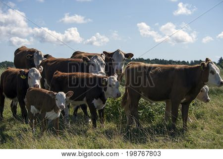 Laesoe Denmark - July 28 2017: A herd of free range cows on green pasture farmland in rural Laesoe island Denmark.