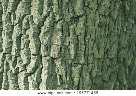 Beautiful Bark Texture of Oak Tinted in Green Color. Photo for Decoration of business card for Lumber or Timber Company.