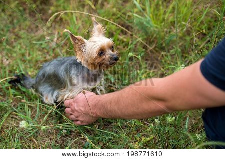Cute small yorkshire terrier dog sitting on green grass and giving paw shake to owner outdoor closeup. Animal friendship free space. Man holding the paw of yorkie at park in summer