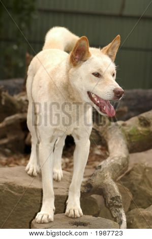 Australský Dingo