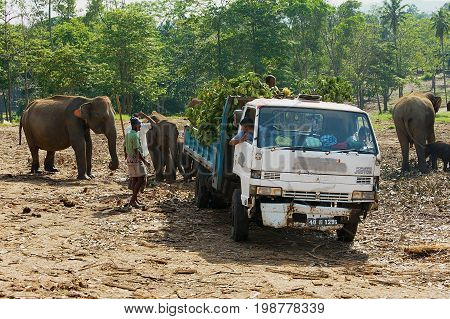 PINNAWALA, SRI LANKA - MAY 18, 2011: Unidentified people bring food to elephants in Pinnawala Elephant Orphanage.