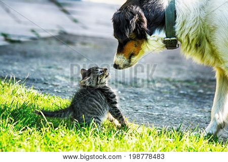Cat And Dog