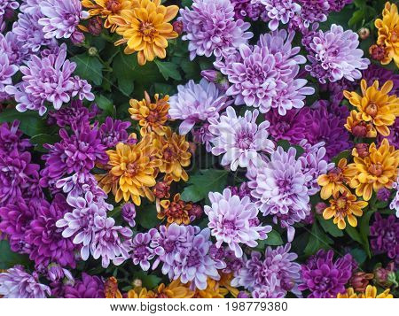 Flowers background. Beautiful summer background with colorful chrysanthemum flowers