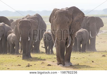 Herd of Elephants at Amboseli National Park, formerly Maasai Amboseli Game Reserve, is in Kajiado District, Rift Valley Province in Kenya. The ecosystem that spreads across the Kenya-Tanzania border.