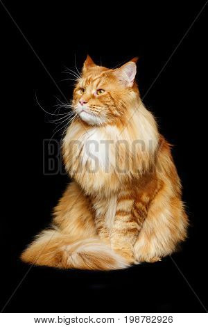 beautiful big maine coon cat. Copy space. Studio shot on black background.