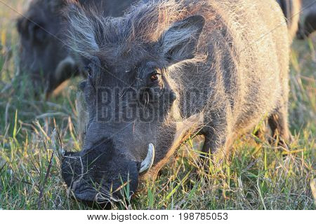 Warthog African wild pig. Adult female African warthog with fangs eats grass in the Bush. In Zimbabwe Africa.