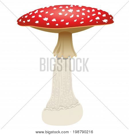 Fly agaric mushroom isolated on white background. Vector