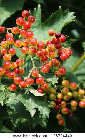 Bright red berries and green leaves. Russian garden.