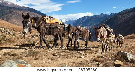 Caravan of mules in nepalese Himalayas, Nepal