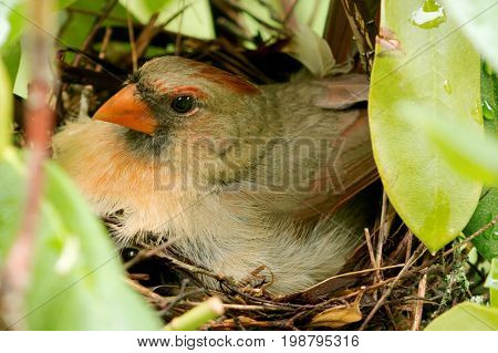 A female cardinal is sitting in her nest hours after her baby chicks hatched