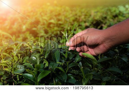 Hand of planter picking off highest tea leaves In the sunlight of morning.