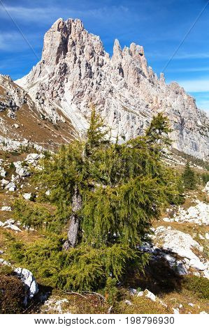 Larch wood and Cima Ambrizzola and Clroda da Lago tIalien dolomites