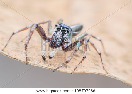 Super macro Cosmophasis umbratica or Jumping spider on dried leaf