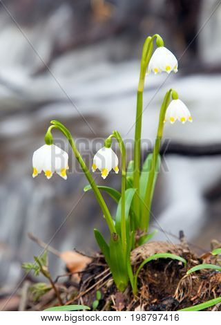 Spring Snowflake Summer Snowflake or Loddon Lily - Leucojum vernum