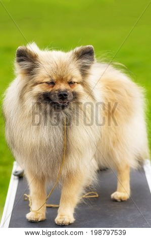 Laughing dog Pomeranian Spitz, green background. Space under the text. 2018 year of the dog in the eastern calendar Concept: parodist dogs, dog friend of man, true friends, rescuers.