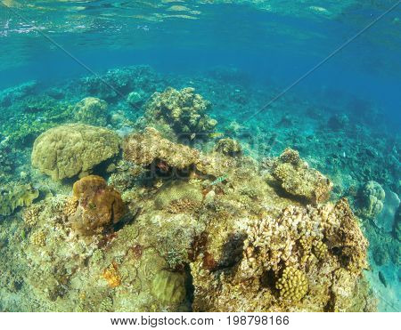 Undersea landscape with coral reef. Hard coral shapes. Small coral fishes. Tropical fishes in wild nature. Turquoise shallow sea water wildlife. Sea bottom with coral ecosystem. Tropic snorkeling