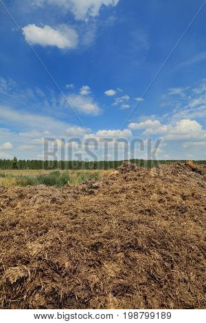 Heap of cow dung ready to use in field natural fertilizer