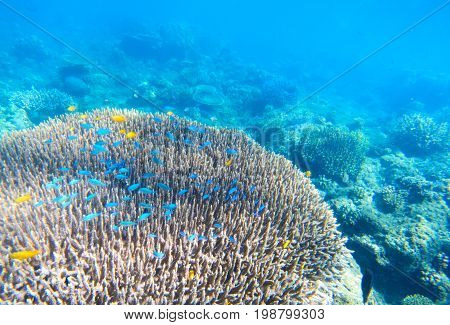 Tropic undersea coral landscape. Coral reef underwater. Blue and yellow tropical fish. Coral fishes in wild nature. Shallow sea water wildlife. Tropical snorkeling. Aquarium fish. Spectacular sea view