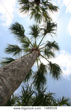 Palmtrees
