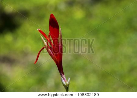 Red canna lily flower bud and green seed macro photo. Red tropical flower in bud. Fresh exotic plant on green background. Flower lily closeup. Red petals and green leaf. Lily floral banner template
