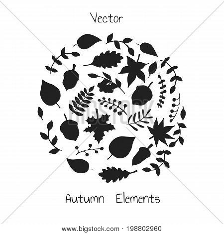 Vector hand drawn set of autumn elements silhouettes: foliage berries and acorns. Maple sycamore birch beech and oak tree leaves. For your design.