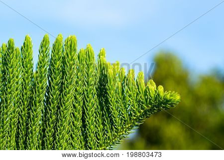 Green tropical plant background. Evergreen cypress branch. Green tree branch macrophoto. Sunny garden with exotic flora. Tropical island nature closeup. Summer in garden. Evergreen tree wallpaper