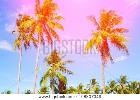 Coco palm tree in vivid orange. Tropical landscape with palms. Palm tree crown on blue sky. Sunny tropical island toned photo. Sunshine on palm leaf. Blooming tropical nature. Exotic island travel