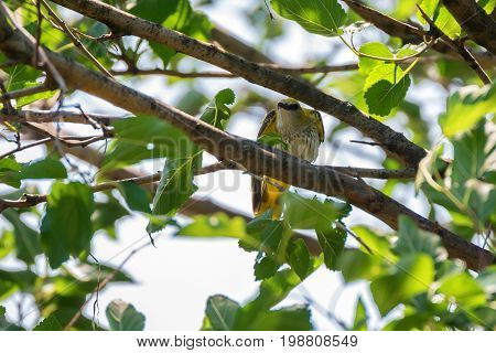 Young Eurasian Golden Oriole or Oriolus oriolus perches on branch at tree crown