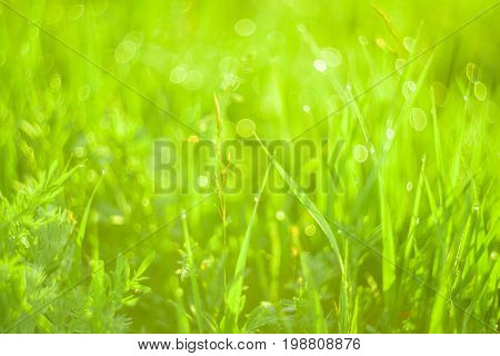 Vivid background of green grass and drops of morning dew