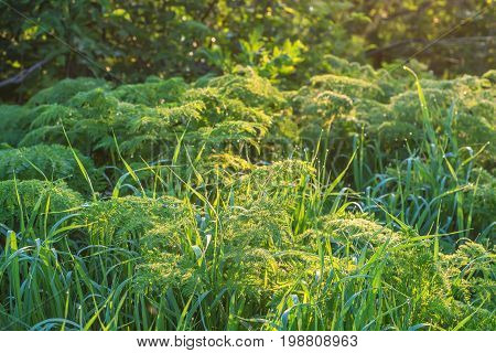 Vivid background of green grass and drops of morning dew