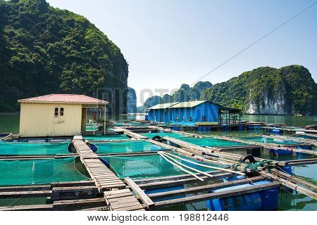 Fisherman Village And Fishpond Near Cat Ba Island, Vietnam