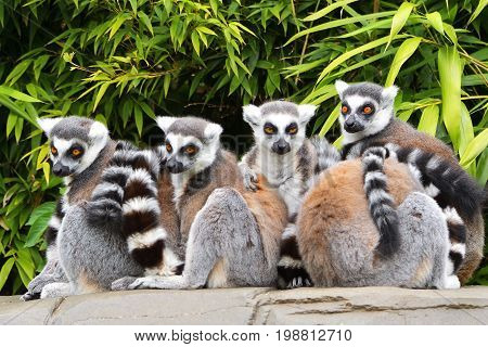 lemur monkey family on the grass. Lemur family plays