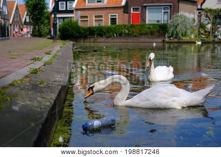 A white swan sweaming in small lake.