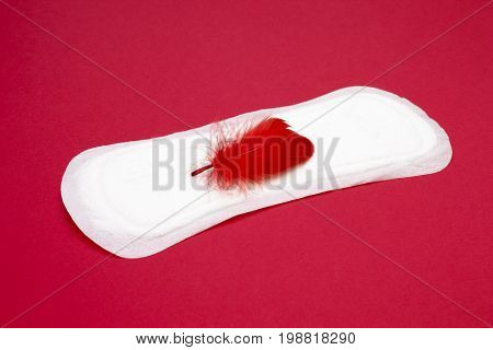 Red feather and daily menstrual woman pad for hygiene or blood period. Menstruation sanitary soft pad hygiene protection. Woman critical days gynecological menstruation cycle. Medical concept photo