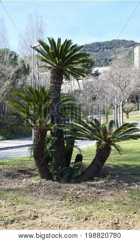 Palm in gardens green space public park