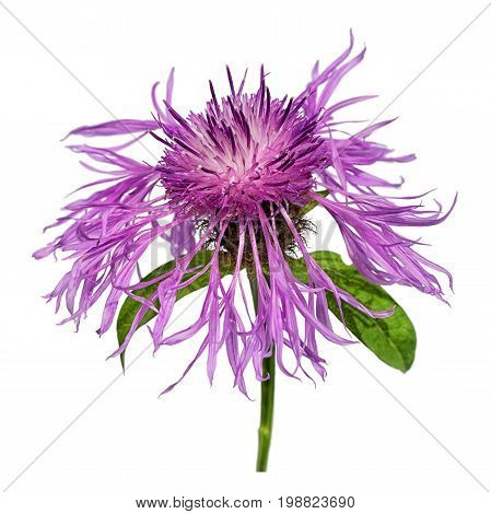 one centaurea flower isolated on white background