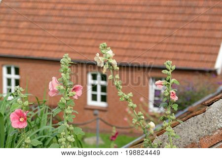 the small village of ditzum at the river ems