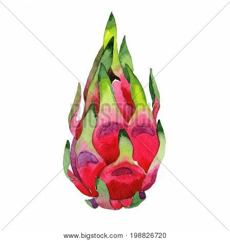 Exotic pitaya healthy food in a watercolor style isolated. Full name of the fruit: pitaya. Aquarelle wild frukt for background, texture, wrapper pattern or menu.