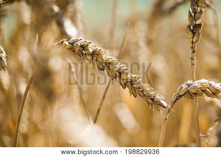 Close up of gold grain field with selective focus