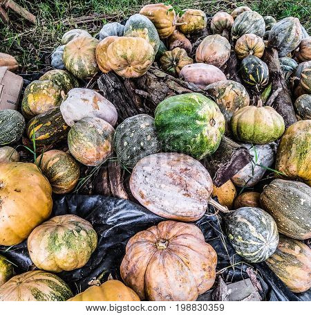 Colorful pile of winter squash and pumpkins from fall farm harvest.