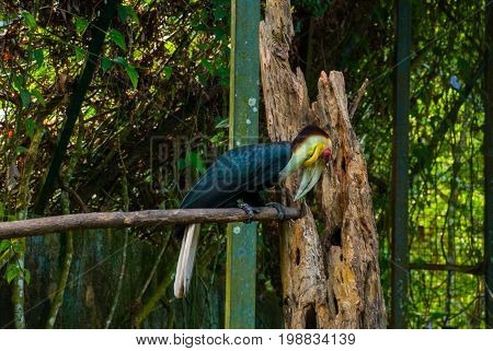 Side View Of Rhinoceros Hornbill Bird Head Shot